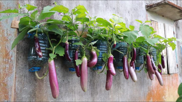 Cette technique surprenante fait pousser des aubergines à partir de bouteilles…