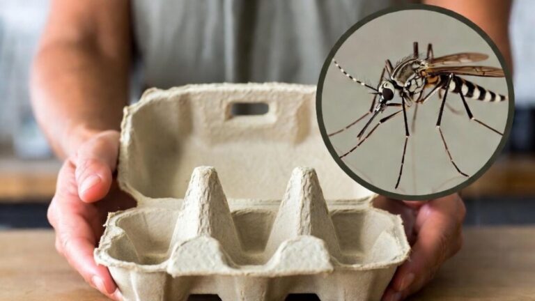 Cette astuce maison avec des emballages d&rsquo;œufs éloigne les moustiques pour de bon…
