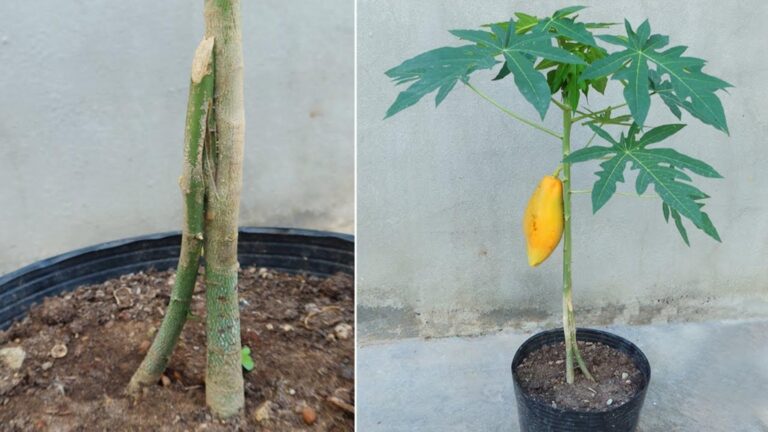 Découvrez comment multiplier vos papayers pour des fruits juteux…