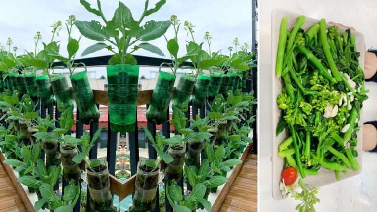 Cette méthode surprenante transforme votre potager en un régale de légumes savoureux…