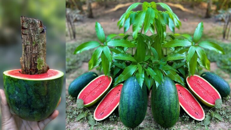 Une astuce déconcertante pour fusionner mangue et pastèque… le secret de l&rsquo;aloe vera !