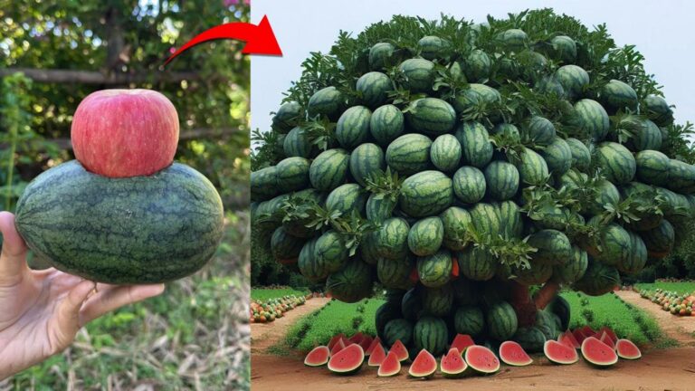 Cette technique surprenante transforme vos melons en fruits aux saveurs uniques…