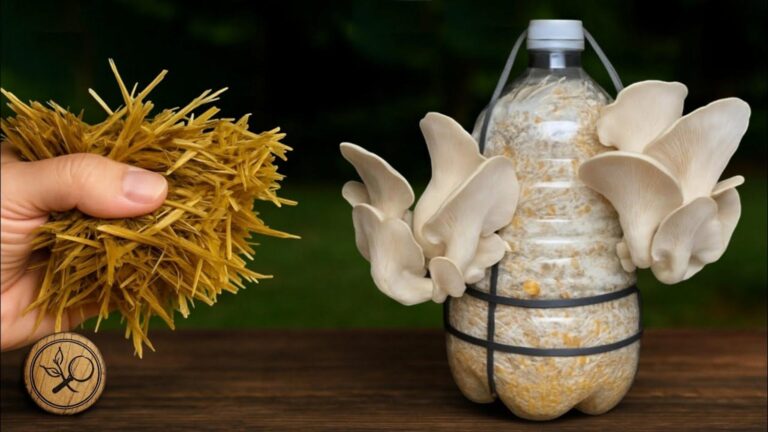 Transformez vos bouteilles en champignonnières maison… une technique étonnamment simple !