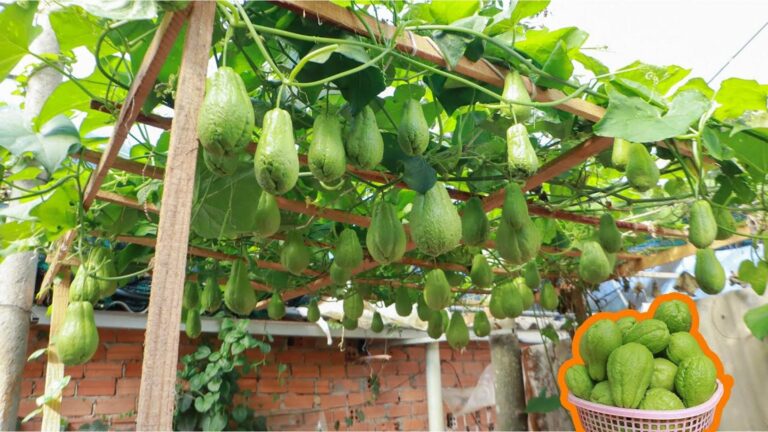 Cette méthode surprenante pour cultiver des chayotes transforme votre terrasse en verger…