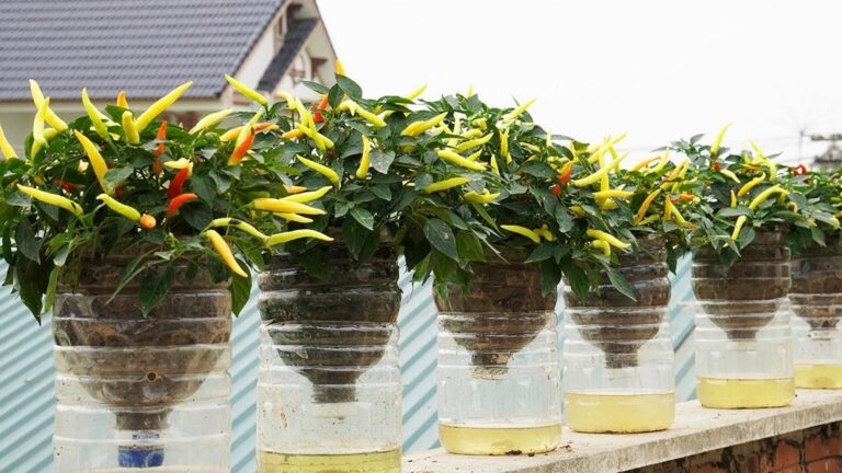 Cette méthode simple transforme votre balcon en un jardin de piments luxuriant…