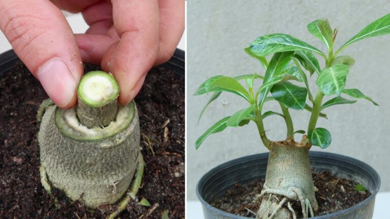 Cette astuce méconnue transforme vos Adenium obesum en véritables œuvres d&rsquo;art…