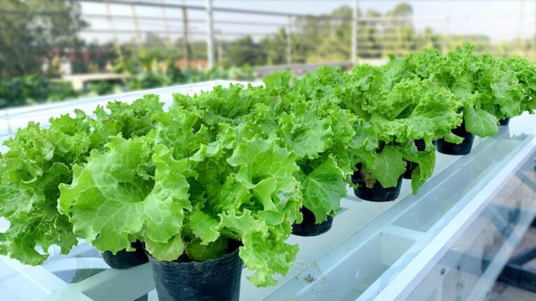 Cette méthode simple transforme vos graines de laitue en un potager étonnant…