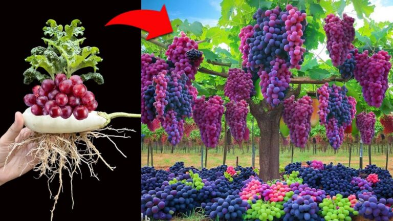 Cette méthode surprenante révèle comment des framboises transforment votre santé en un mois…