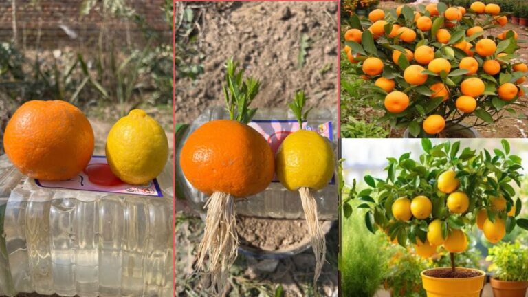 Cette astuce incontournable transforme une bouteille en arbre fruitier…