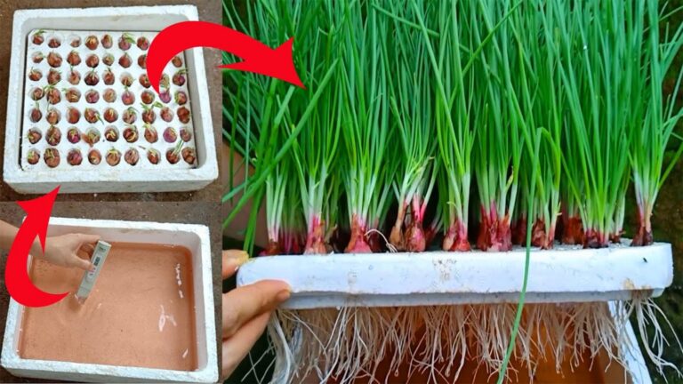 Avec cette astuce, vos oignons poussent sans terre… une transformation magique chez vous !