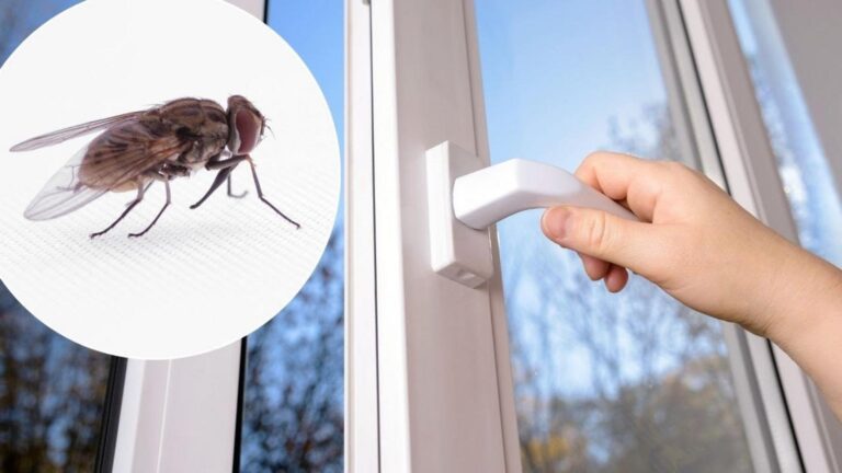 Cette astuce secrète pour chasser les mouches transformera vos fenêtres…