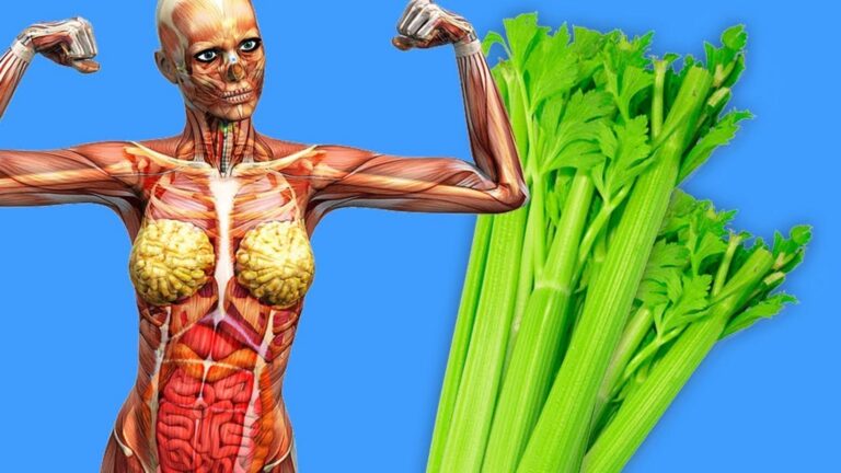 Découvrez comment un simple branche de céleri a transformé sa santé et son énergie…