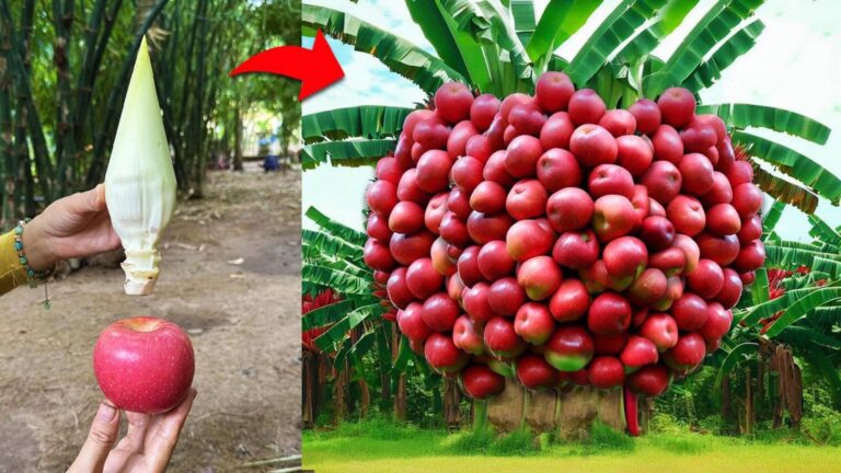 Cette astuce méconnue permet de multiplier vos bananiers grâce à l’aloe vera…
