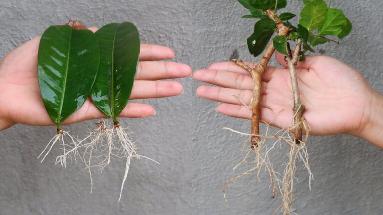 Cette méthode surprenante transforme des branches en plantes luxuriantes…