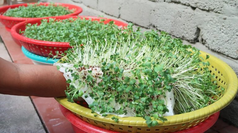 Cette astuce simple permet de faire pousser des graines sans terre chez vous…