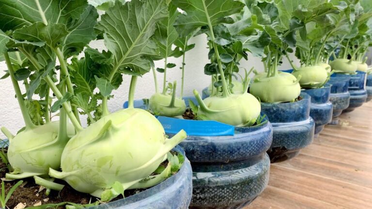 Cette méthode surprenante transforme votre balcon en un potager productif…