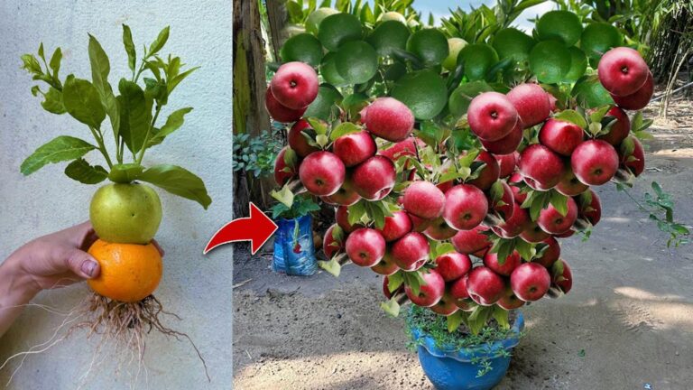 Découvrez cette technique surprenante pour greffer un orange et un pommier…