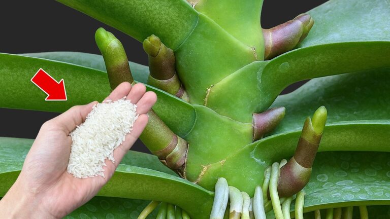 7 astuces pour faire fleurir votre orchidée toute l&rsquo;année et booster ses racines