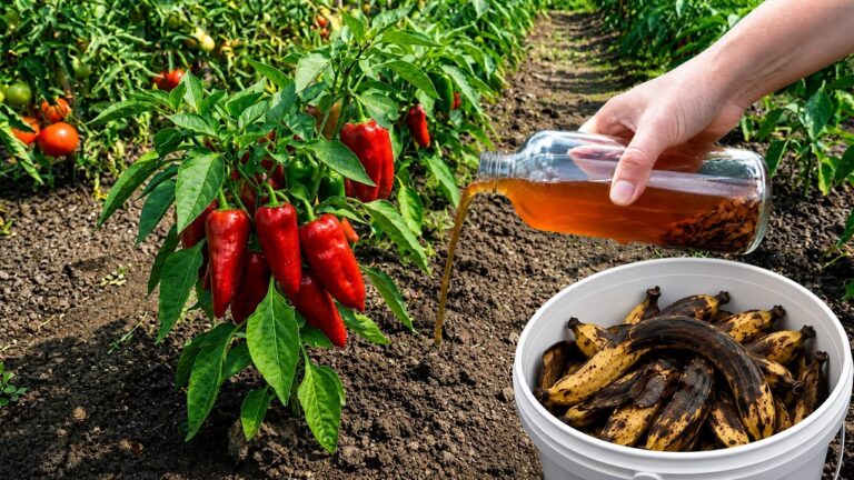 Transformez vos épluchures de banane en 10 astuces pour des tomates et poivrons géants !