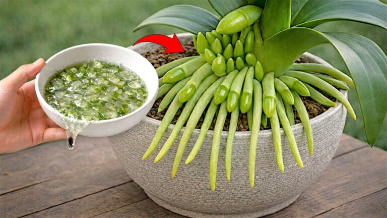 Faites fleurir vos orchidées 100 fois plus vite avec ces 5 astuces simples!