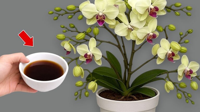 Rrevivez votre orchidée en 3 étapes faciles et faites-la refleurir à profusion !