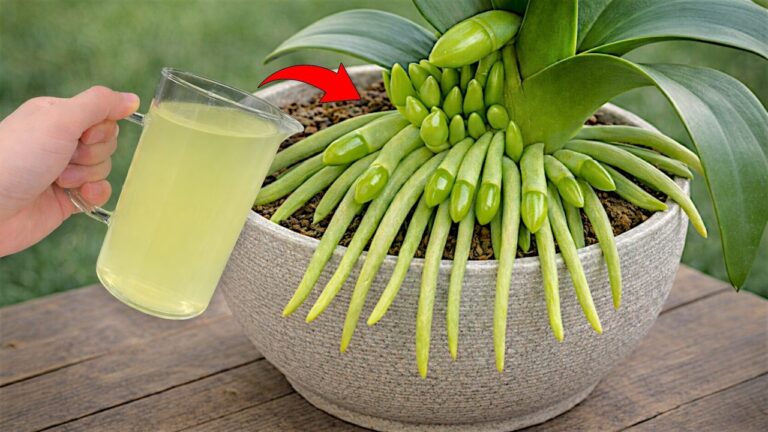 5 astuces pour faire fleurir vos orchidées grâce au citron !