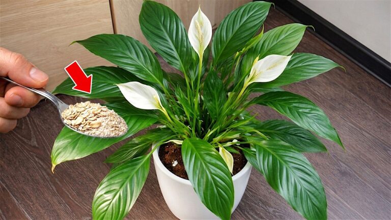 1 cuillère pour débloquer vos plantes en 3 étapes simples et efficaces !