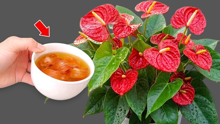 1 tasse par semaine : faites pousser des racines massives d&rsquo;Anthurium toute l&rsquo;année !