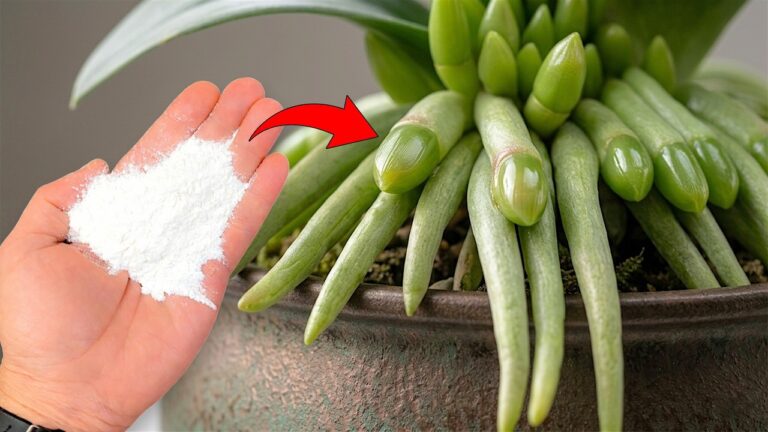 Faites fleurir vos orchidées en 1 semaine : 5 astuces pour des racines et fleurs éclatantes !