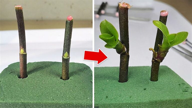 Faites fleurir votre orchidée en 5 étapes avec de l&rsquo;ail ! Découvrez comment c&rsquo;est facile.