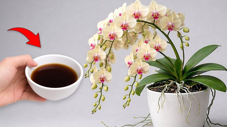 4 astuces pour profiter des orchidées fleuries toute l&rsquo;année avec juste un café