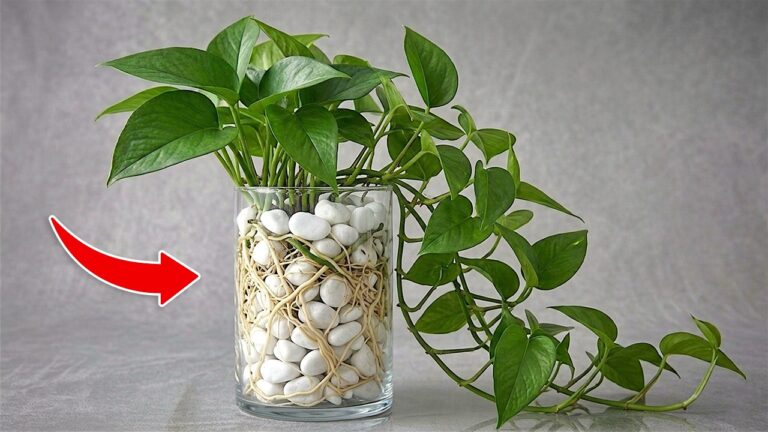 Adoptez cette méthode en 3 étapes pour booster les racines de votre Pothos !