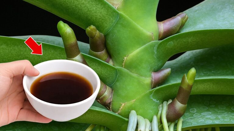 4 Astuces pour faire fleurir vos orchidées chaque semaine !