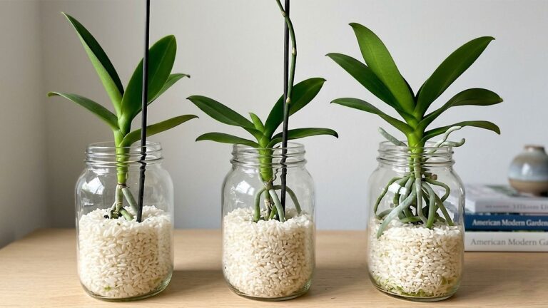 Transformez vos orchidées : 5 astuces pour des racines robustes et des fleurs éclatantes !