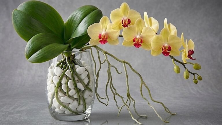 Boostez vos orchidées : 5 astuces pour des racines solides et des fleurs éclatantes !