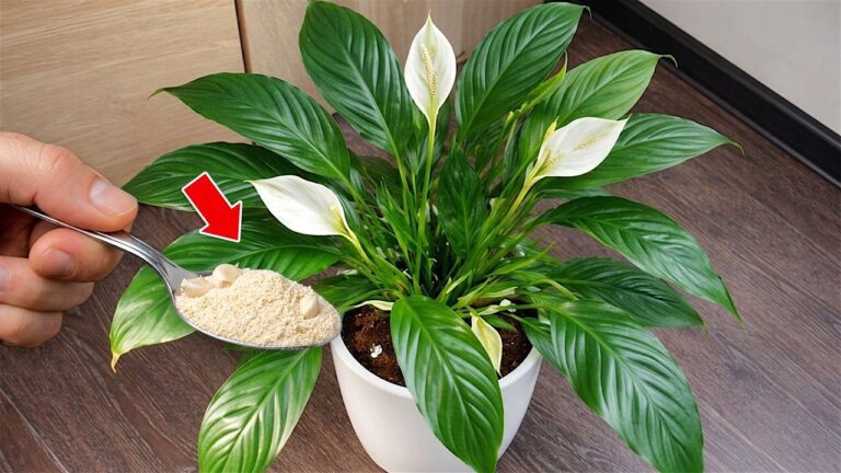 1 cuillère pour faire fleurir vos plantes : découvrez le secret magique !