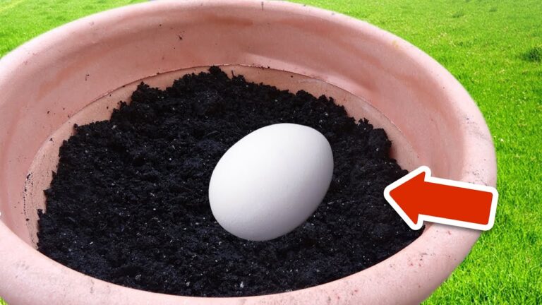 Découvrez 5 raisons surprenantes de planter un œuf dans votre terreau ! 🍳🌱