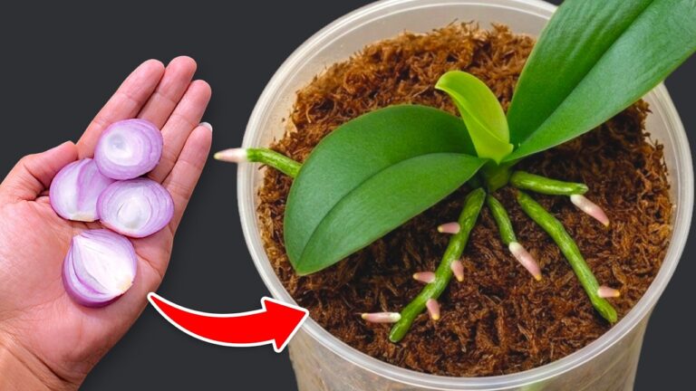 Revigorez vos orchidées : 5 astuces pour des racines et des fleurs éclatantes !