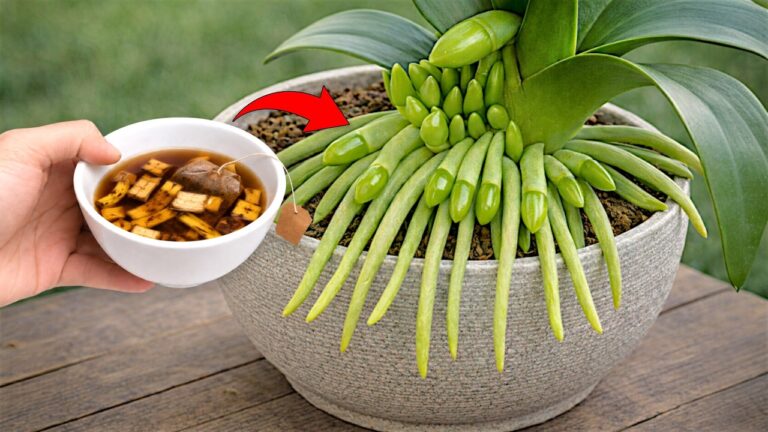 Faites fleurir votre orchidée toute l&rsquo;année en 3 étapes simples et efficaces !