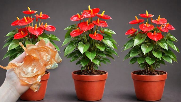 Cultivez 5 Anthuriums qui fleurissent toute l&rsquo;année en un rien de temps !