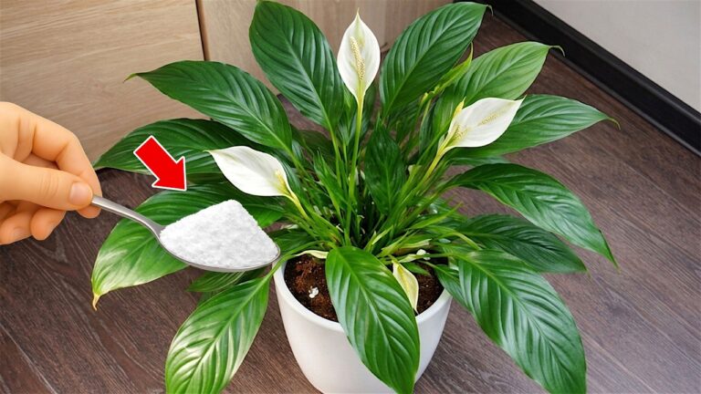 Transformez votre Spathiphyllum en 1 semaine avec ce simple ingrédient !