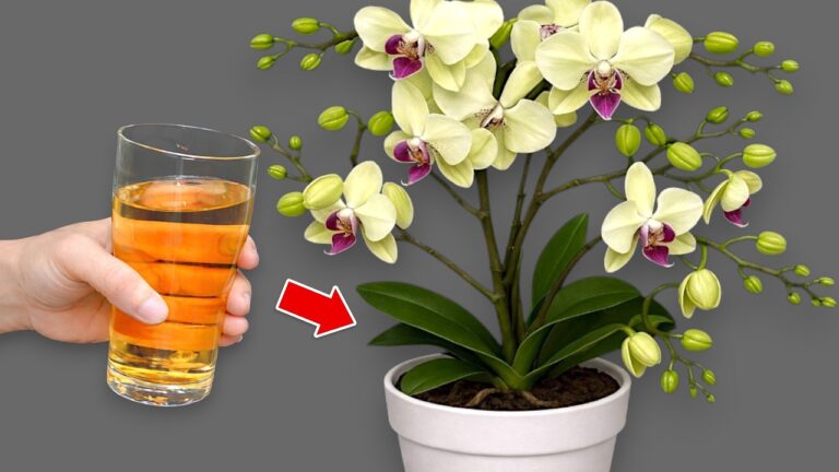 Faites fleurir vos orchidées toute l&rsquo;année avec cette méthode en 1 étape !