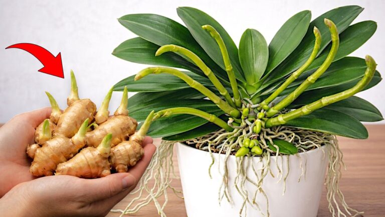 5 astuces pour faire prospérer vos orchidées Phalaenopsis même par temps froid !