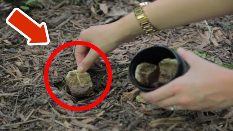 3 astuces surprenantes pour utiliser des sachets de thé dans votre jardin !