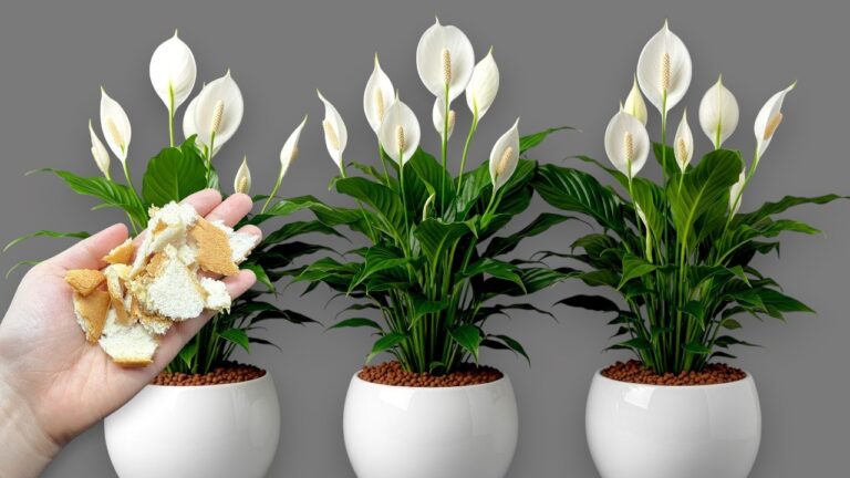 Faites fleurir vos plantes : 5 astuces avec du pain pour un jardin éclatant !