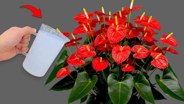 Transformez votre plante en un bouquet: 1 verre pour un effet explosif !