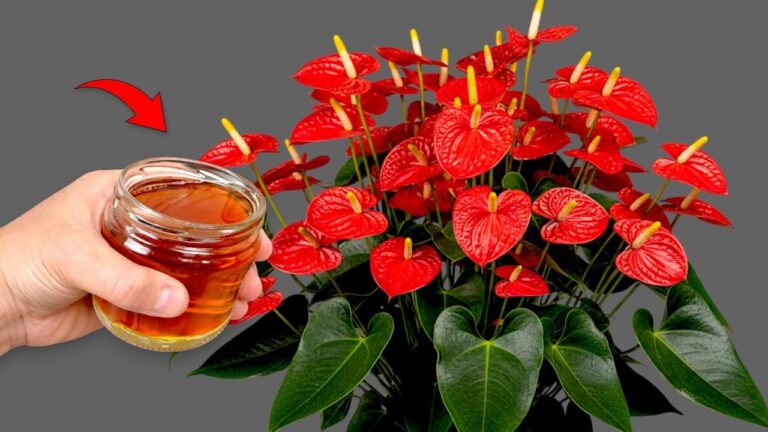 7 astuces pour faire fleurir votre jardin toute l&rsquo;année avec une seule tasse par semaine !