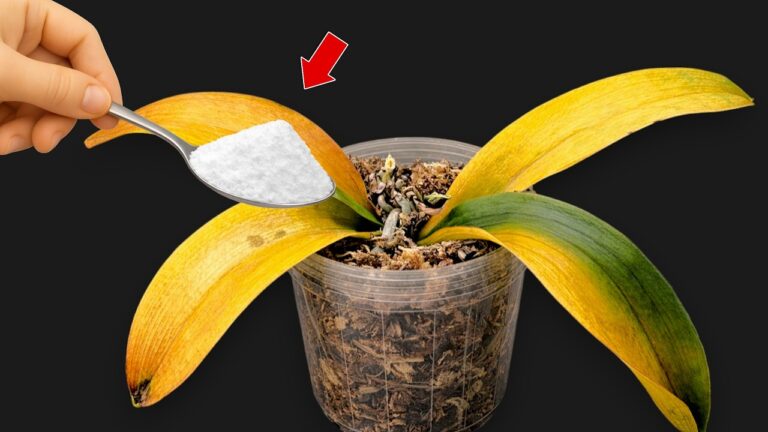 Revivez vos orchidées : 1 cuillère magique pour des fleurs toute l&rsquo;année !