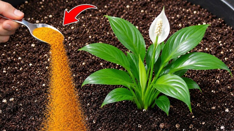 1 verre magique pour faire éclore 7 fleurs éblouissantes de n&rsquo;importe quelle plante !