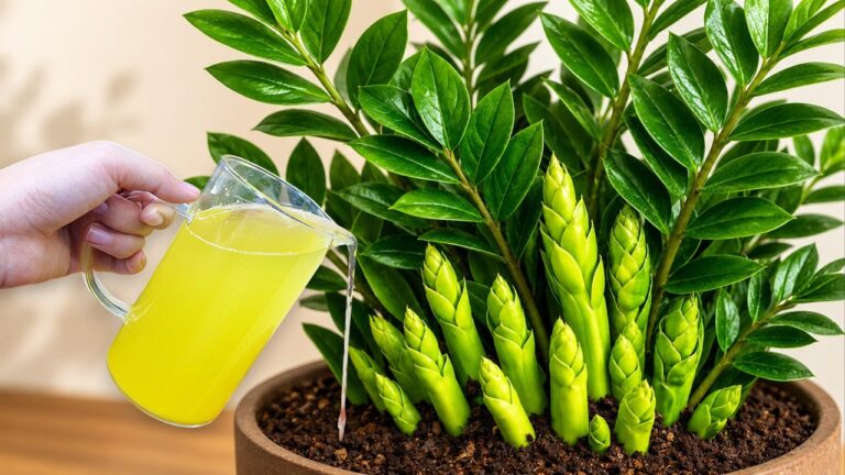 5 astuces essentielles pour bien prendre soin de votre ZZ Plant !